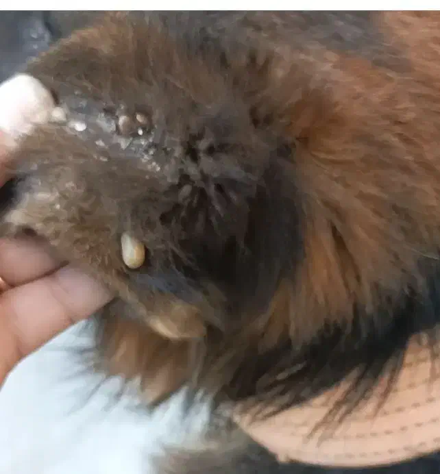 دامپزشک سیار درمحل شما|خدمات پیشه و مهارت|شیراز, نیایش|دیوار