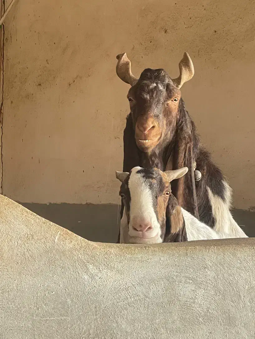 بز پاکستانی|حیوانات مزرعه|مرودشت, تخت جمشید|دیوار