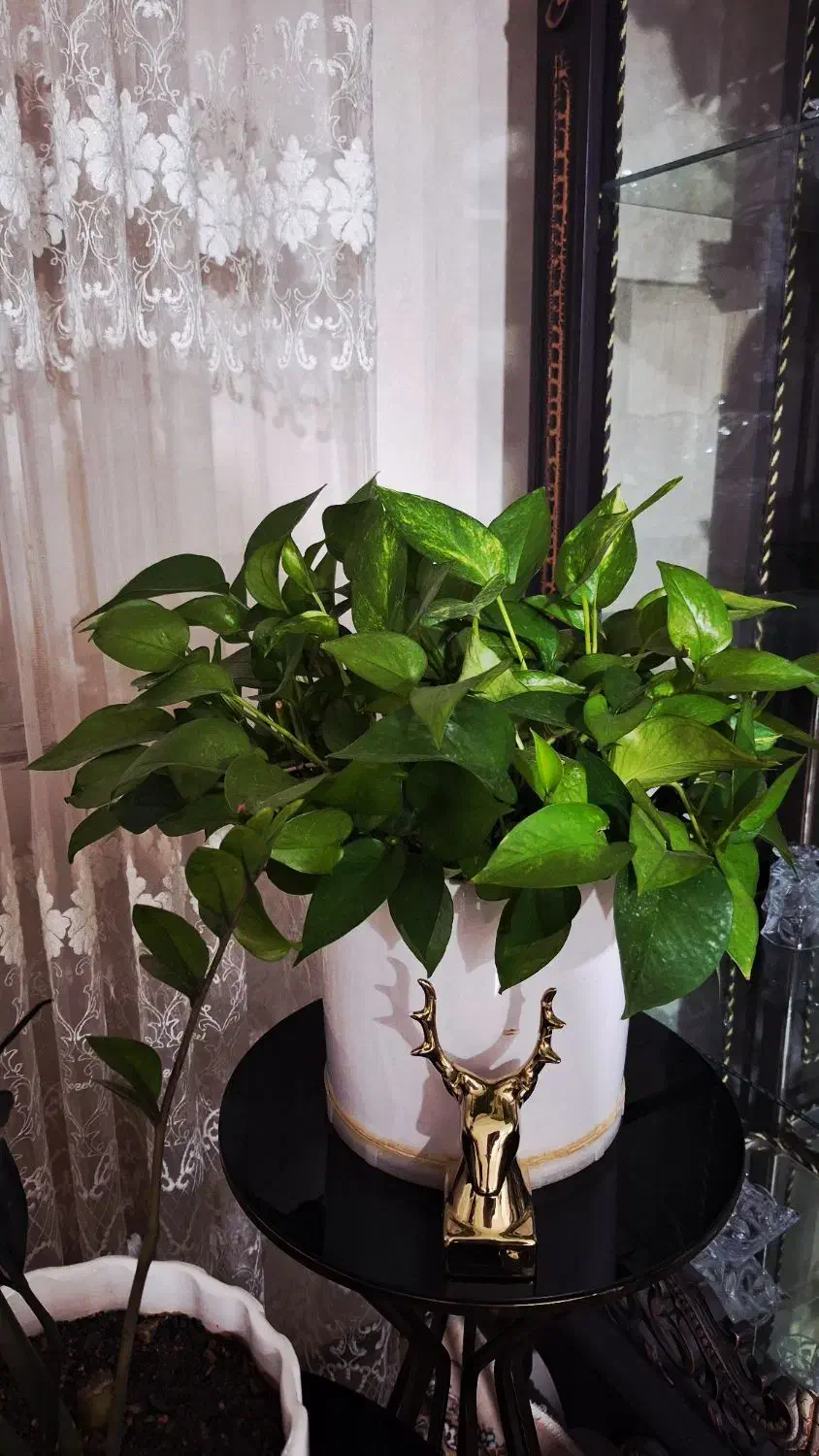 پتوس|گل و گیاه طبیعی|مشکیندشت, |دیوار