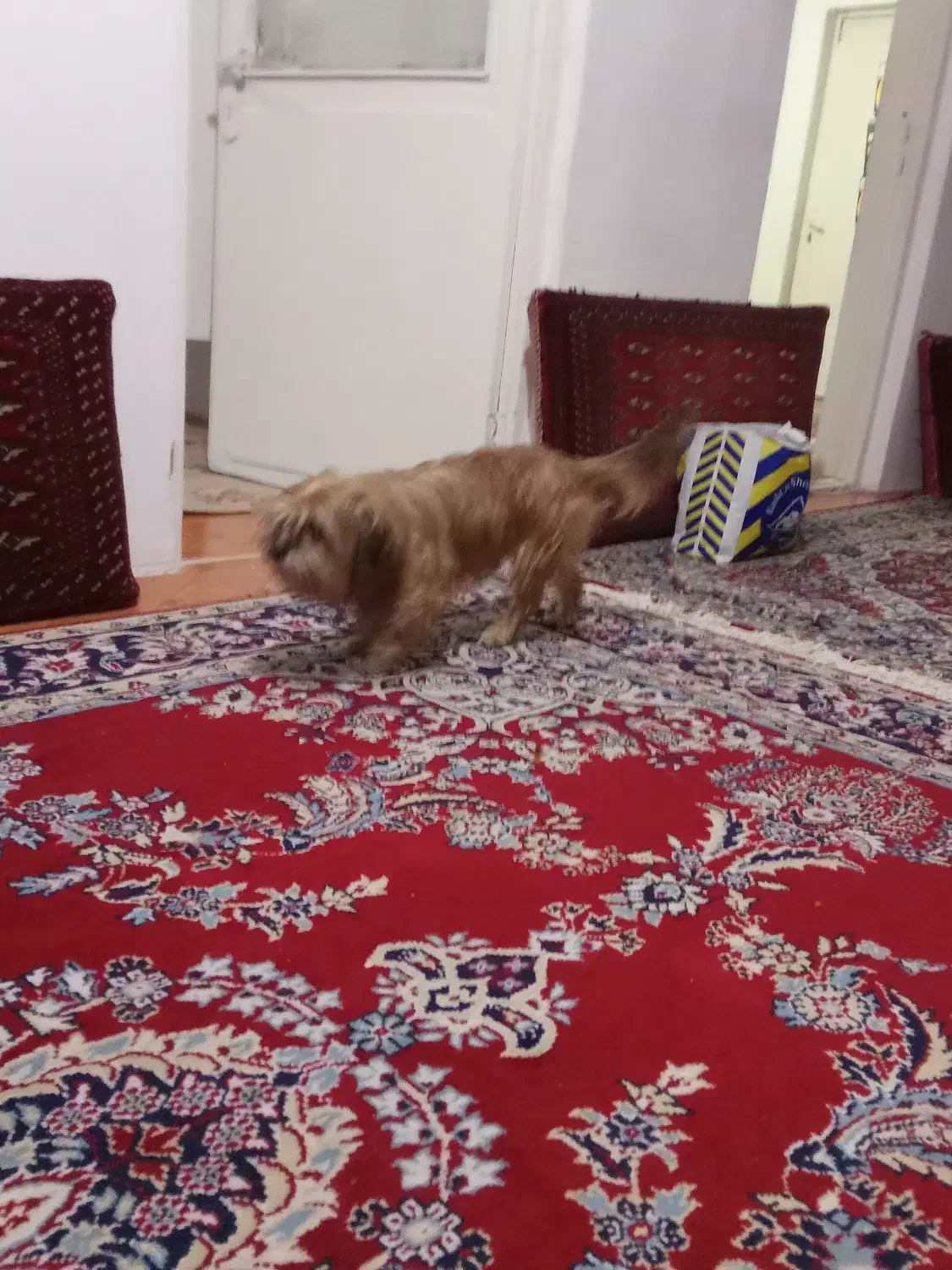 لهاسا اسپو|سگ|رشت, تازه آباد|دیوار