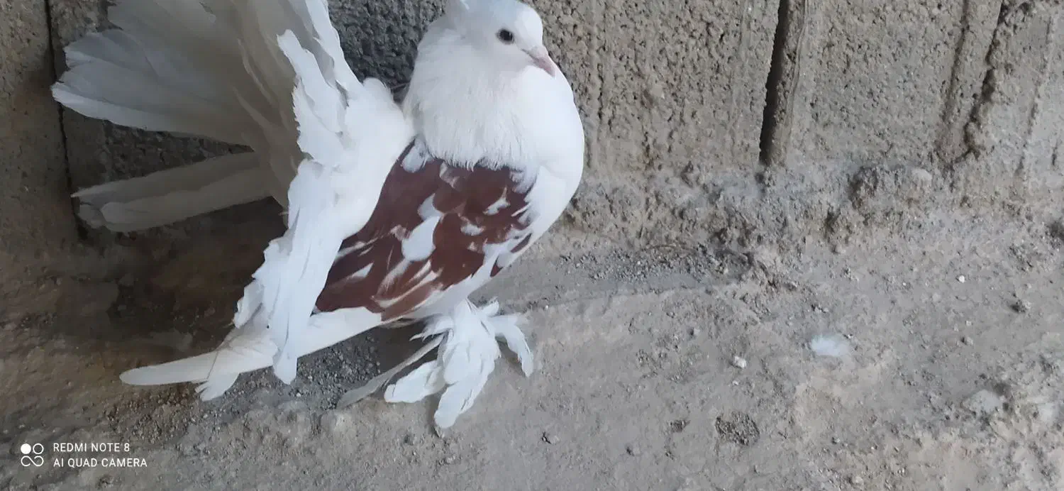 دمچتری|پرنده|خورموج, |دیوار