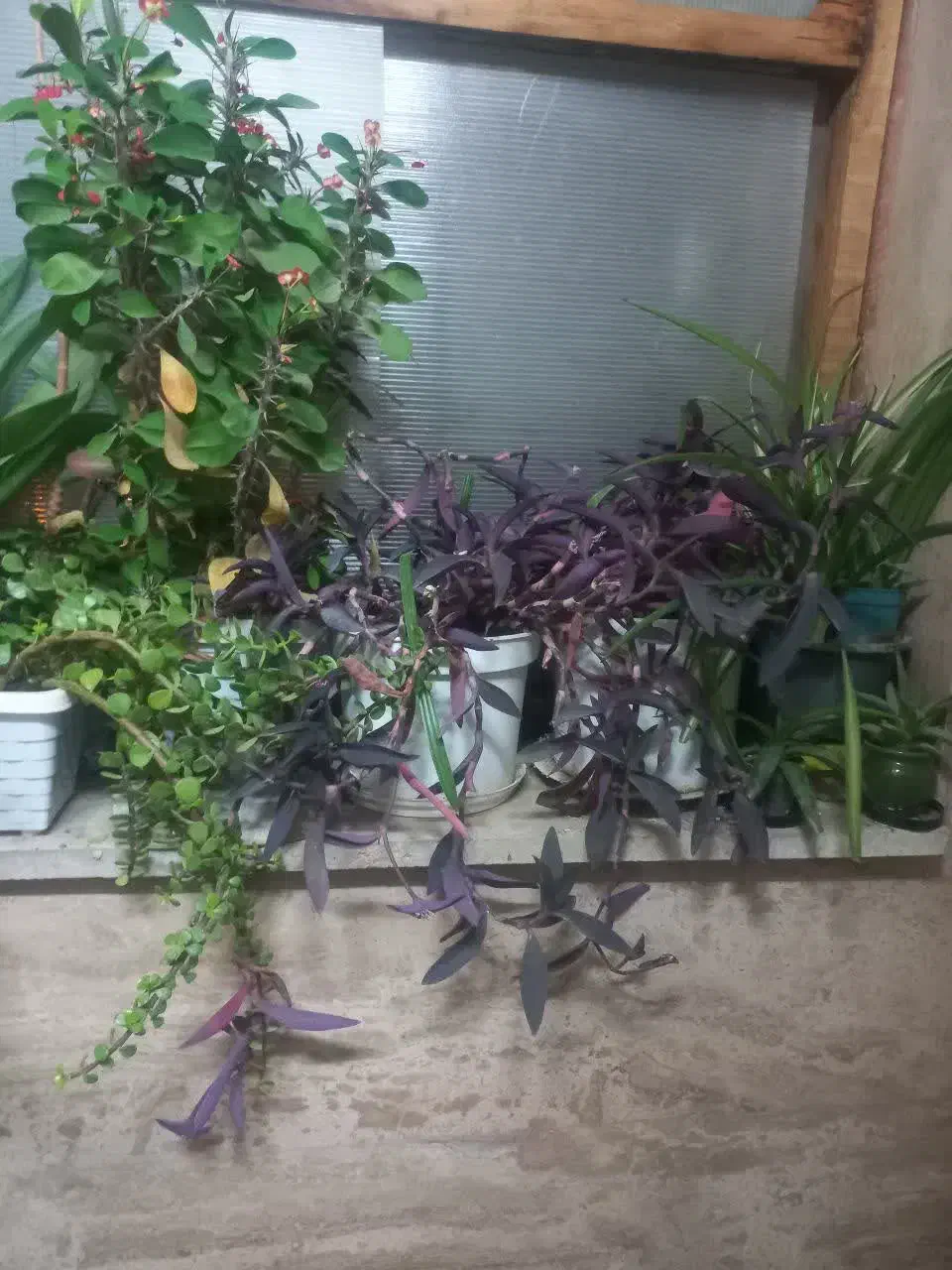 گل اپارتمانی|گل و گیاه طبیعی|قم, پردیسان|دیوار