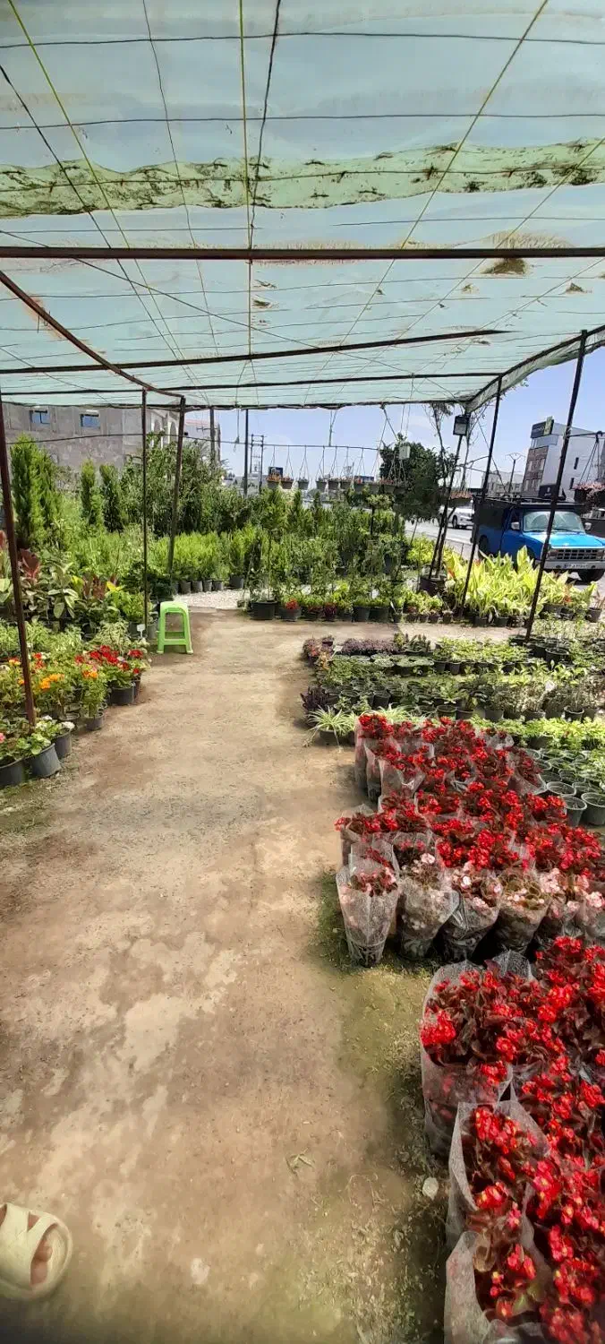 نیروی کار در نهالستان|خدمات باغبانی و درختکاری|آمل, |دیوار