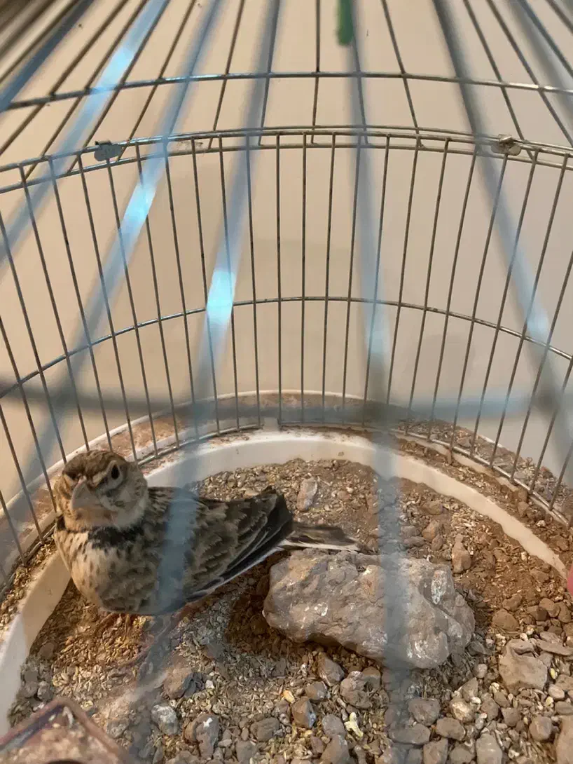 سهره|پرنده|کرمان, |دیوار