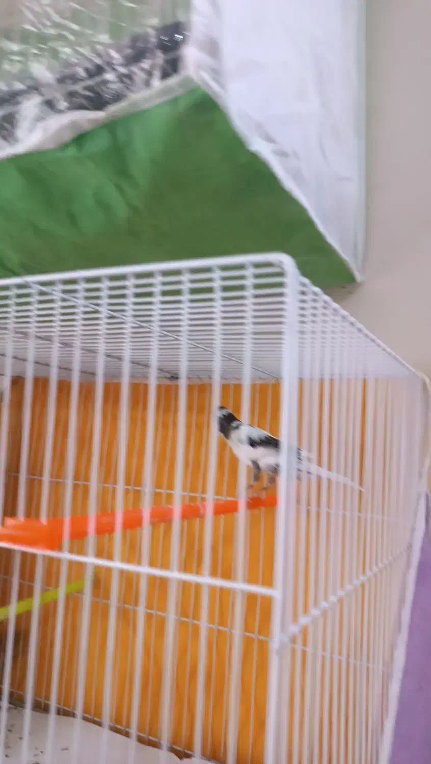 قناری نروماده|پرنده|مشهد, گاز|دیوار