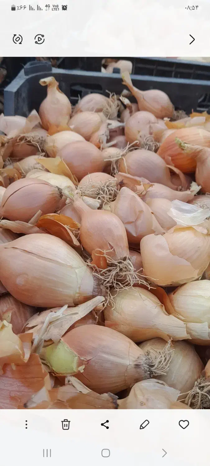 پیاز|خوردنی و آشامیدنی|فاروج, |دیوار