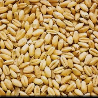 بذرگندم باسیلیو|عمده‌فروشی|کلاله, |دیوار