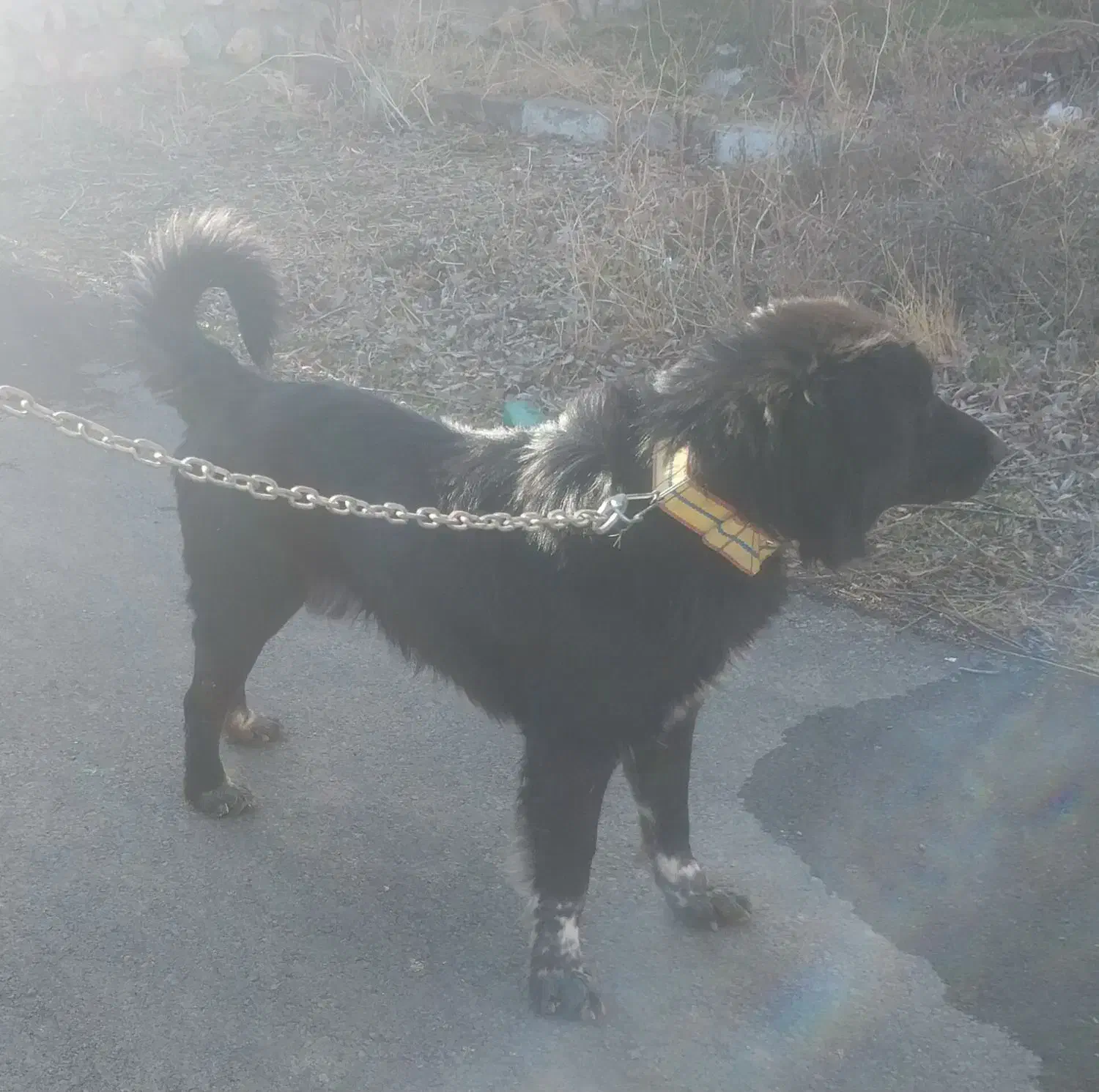 قدرجونی نر|سگ|کنگاور, |دیوار