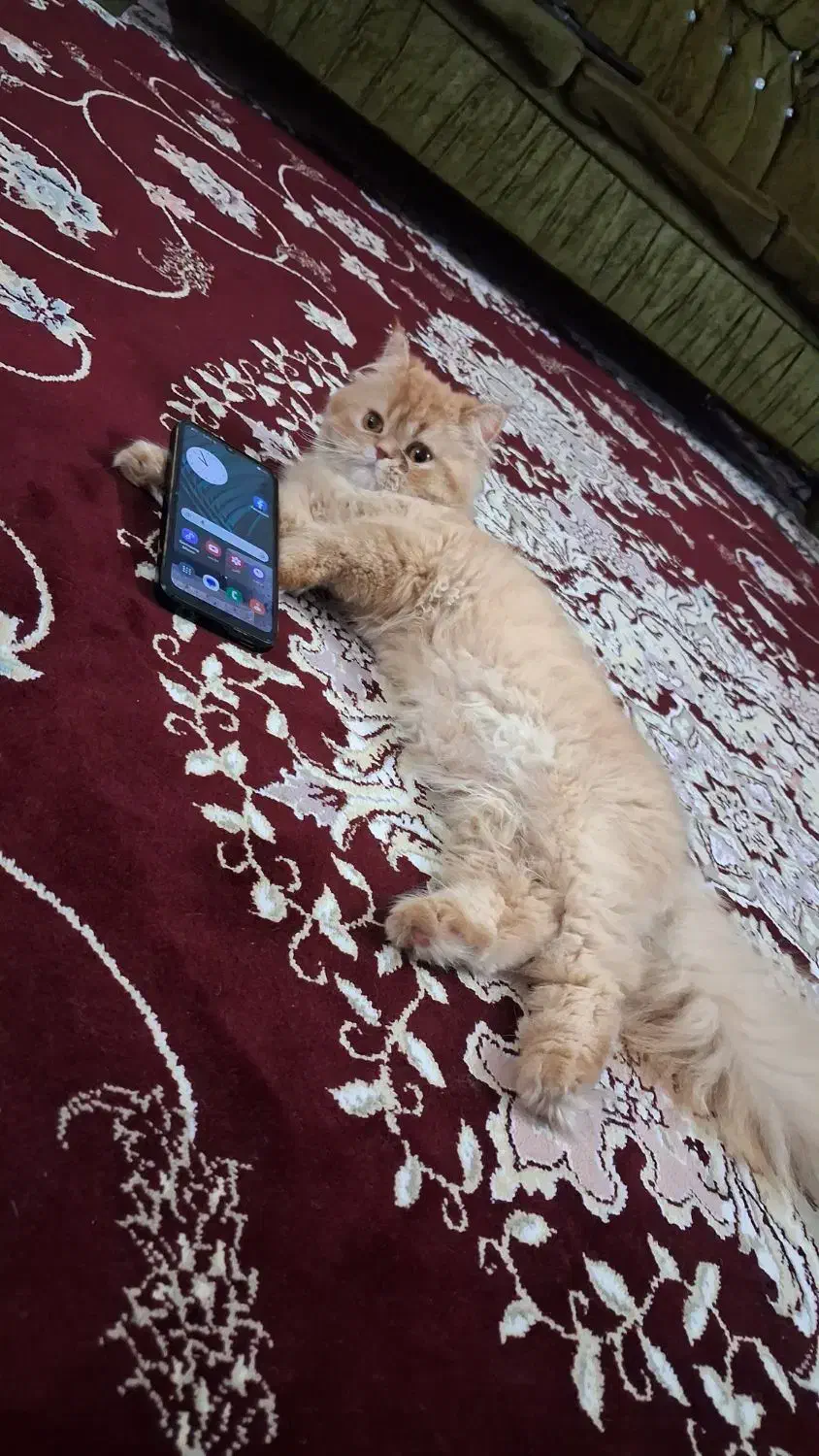 گربه پرشین اصیل شناسنامه دار با وسایل کامل|گربه|مشهد, آیت الله کاشانی|دیوار