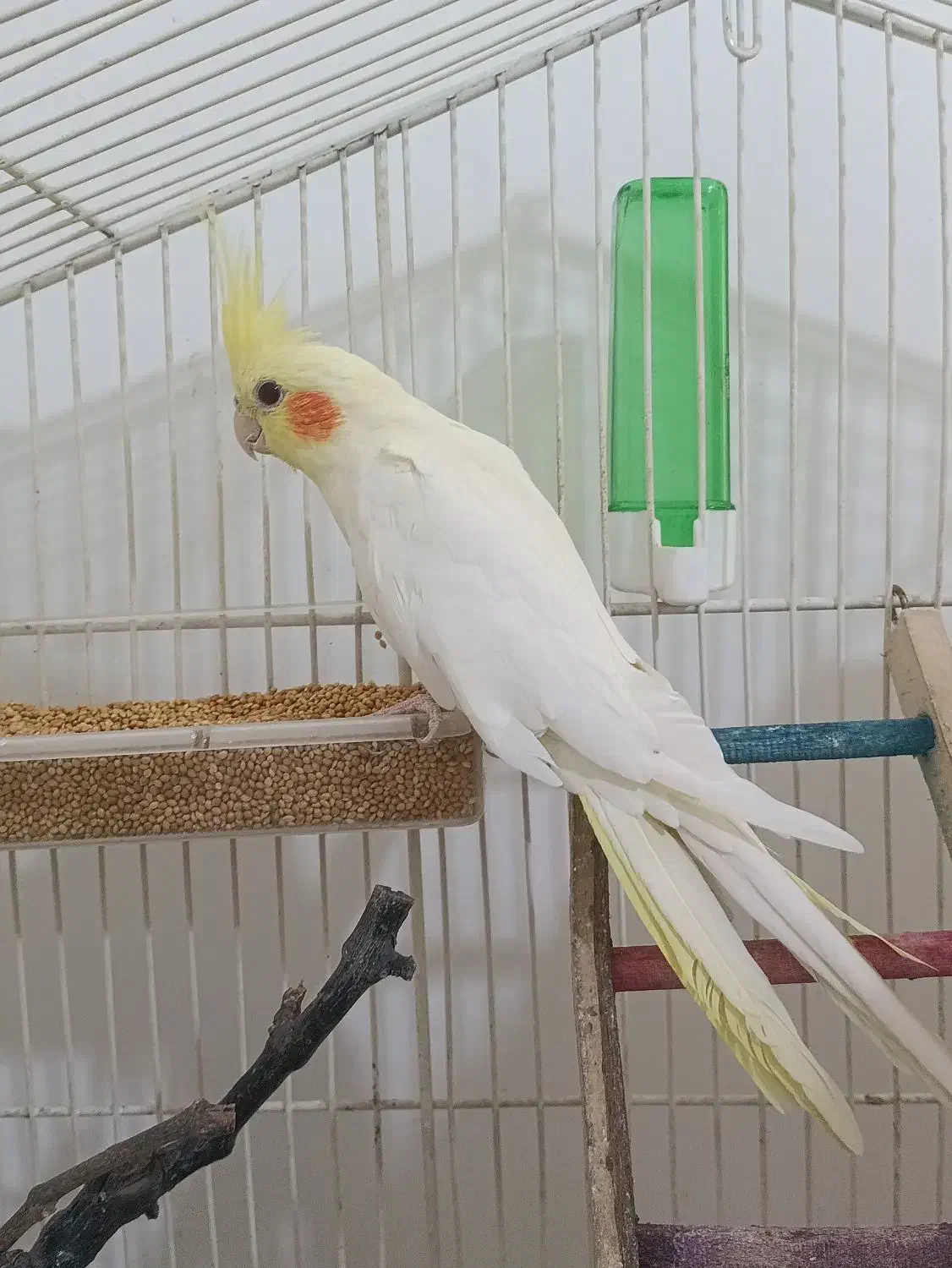 پرنده|پرنده|زابل, |دیوار