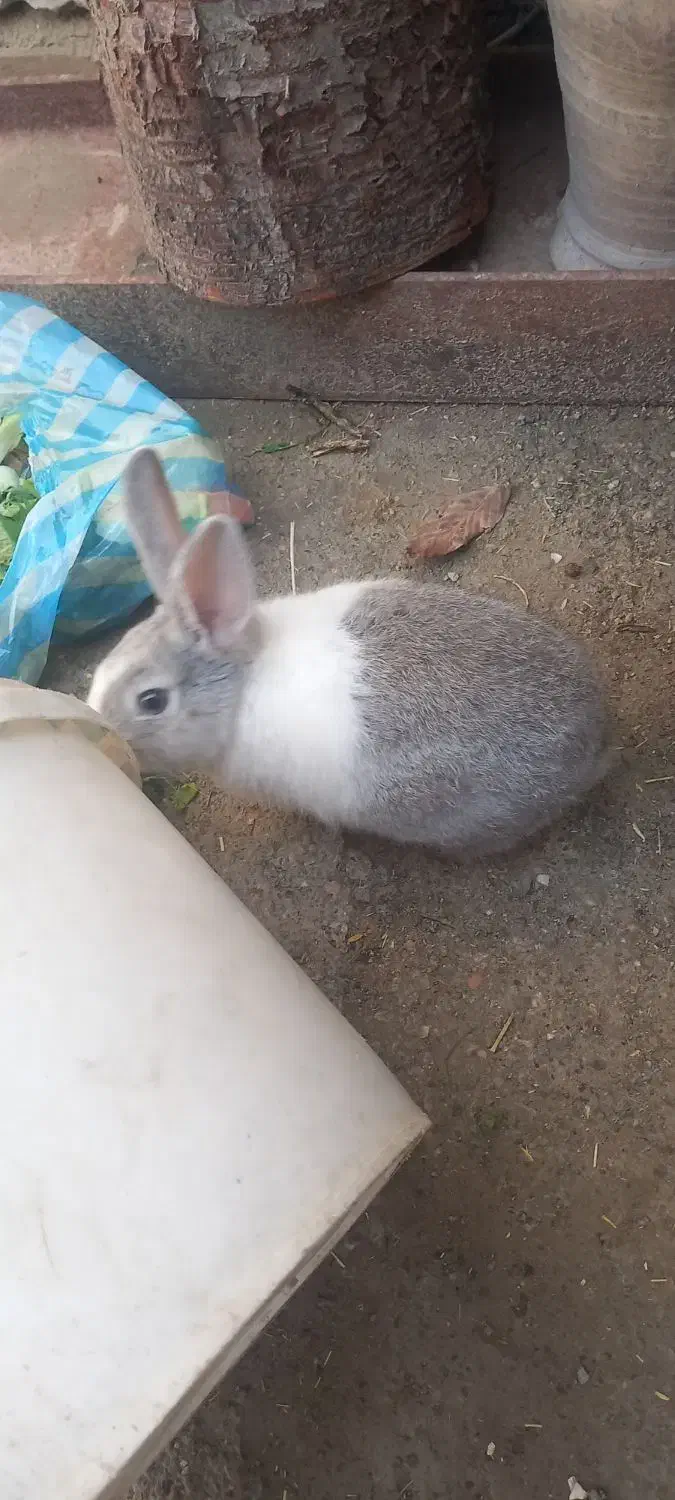 خرگوش|موش و خرگوش|ارومیه, |دیوار