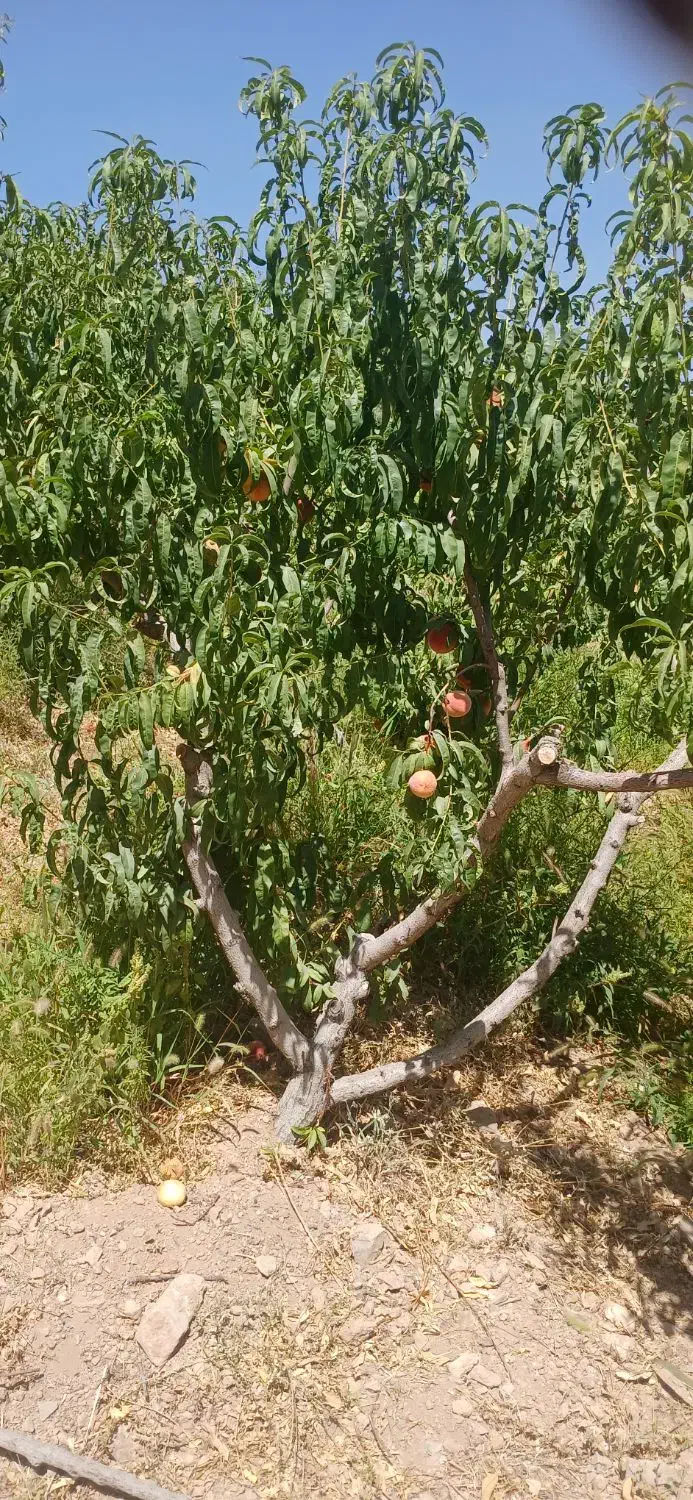 سمپاشی هرس کود دهی حرس نیسان کوددهی کود بانیسان|خدمات باغبانی و درختکاری|شهرکرد, |دیوار