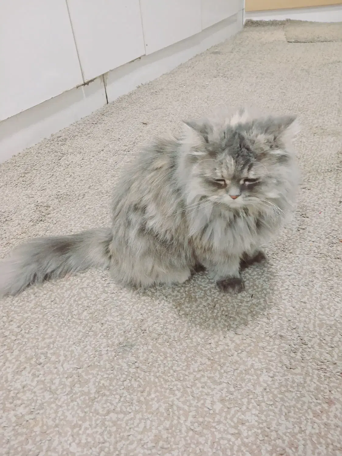 گربه پرشیین خوشگل|گربه|خرمشهر, |دیوار