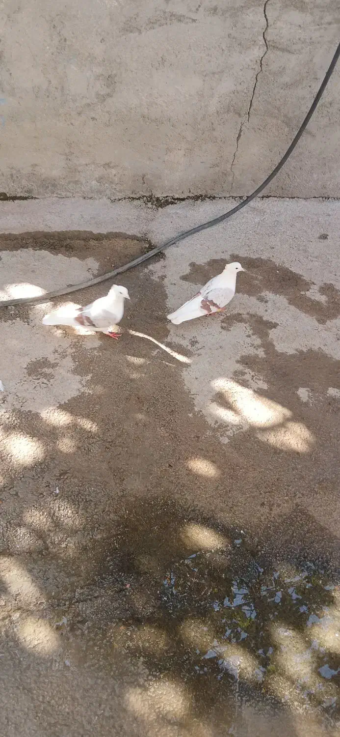 دوتا نر پلنگ لون|پرنده|سیلاخور, |دیوار