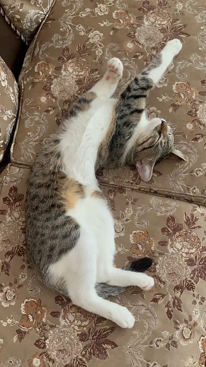 گربه گمشده|حیوانات|اصفهان, بهارستان|دیوار