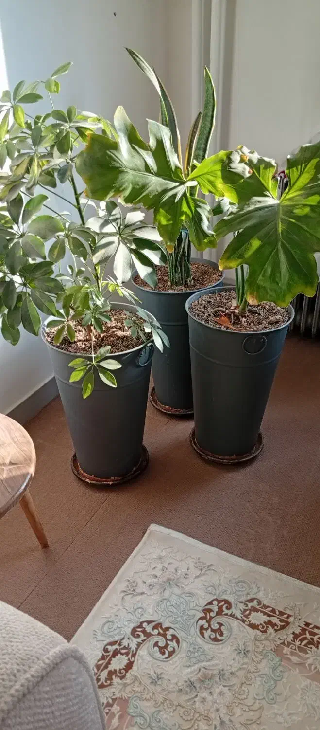 گلدان بزرگ با گل طبیعی|گل و گیاه طبیعی|شاهین‌شهر, فردوسی|دیوار