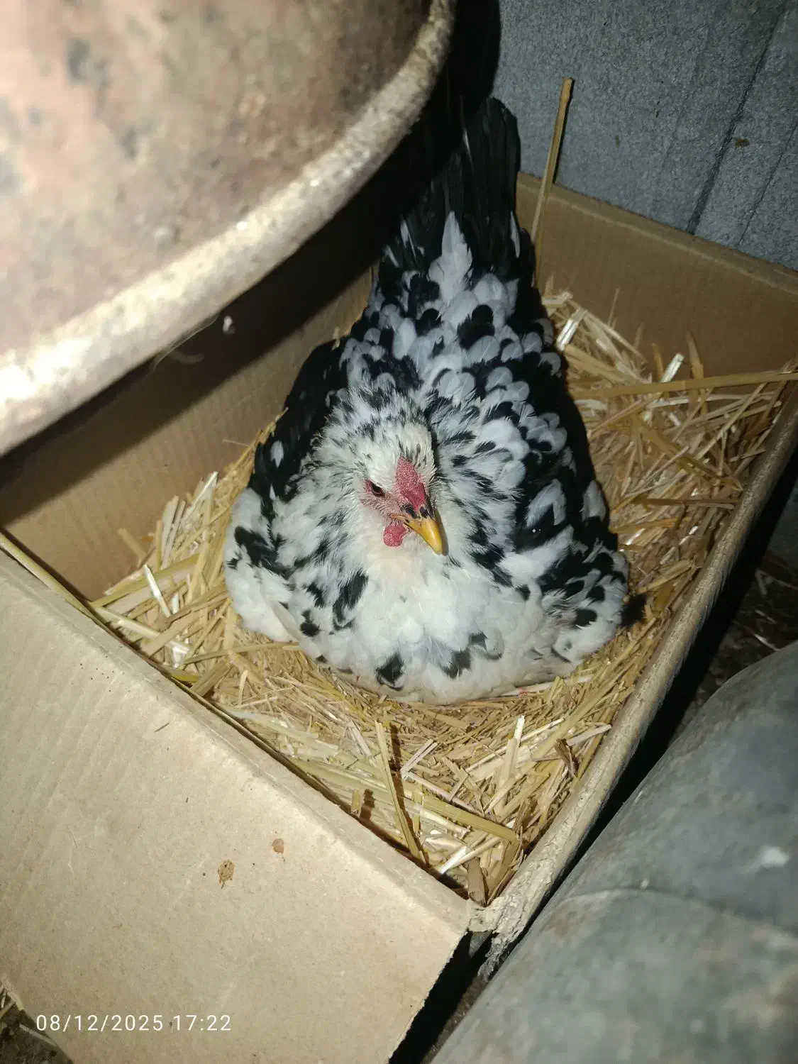 یک روزه گلین|حیوانات مزرعه|زرقان, |دیوار