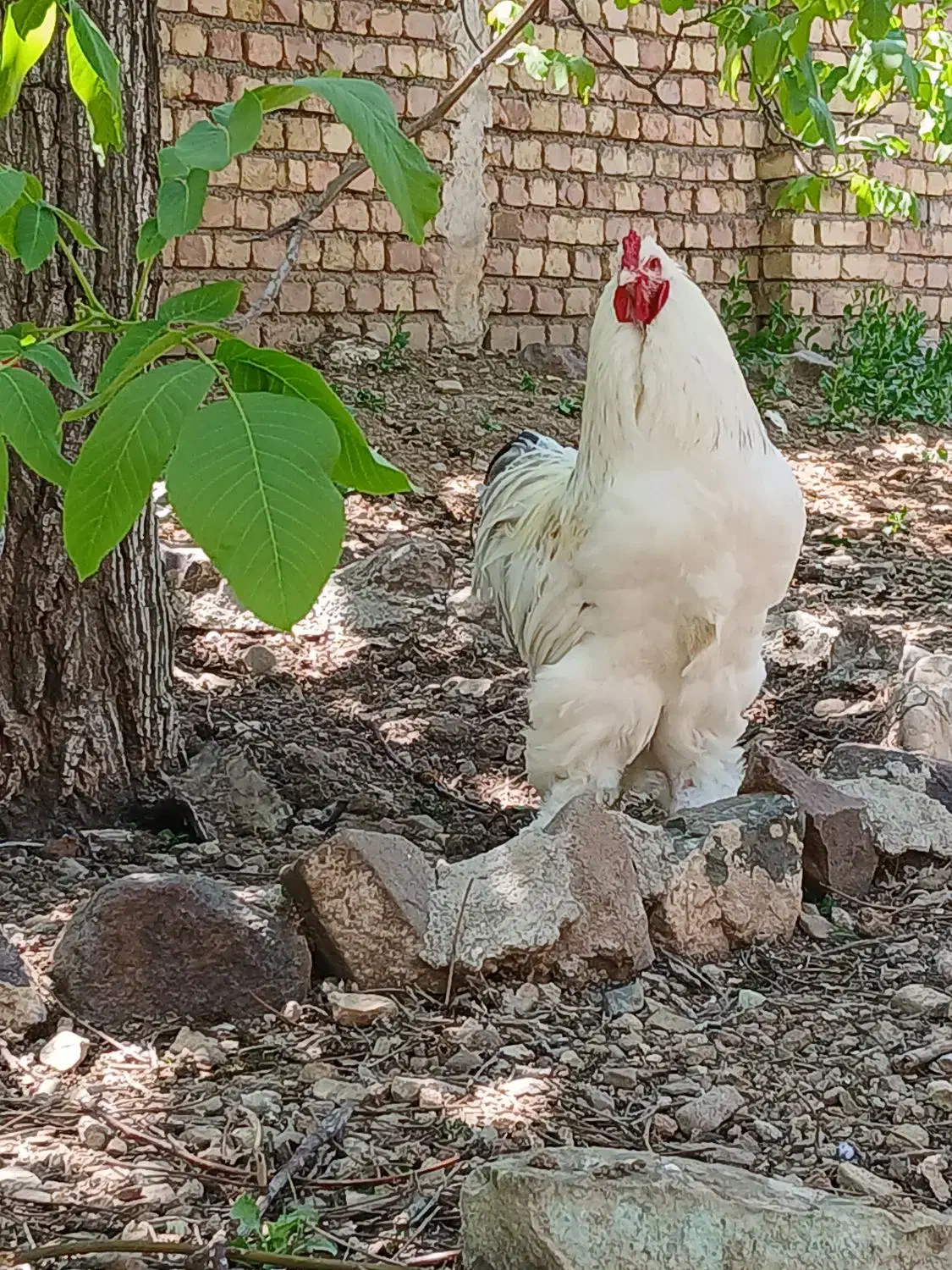 تخم نطفه دار برهمای اصیل|حیوانات مزرعه|قزوین, |دیوار