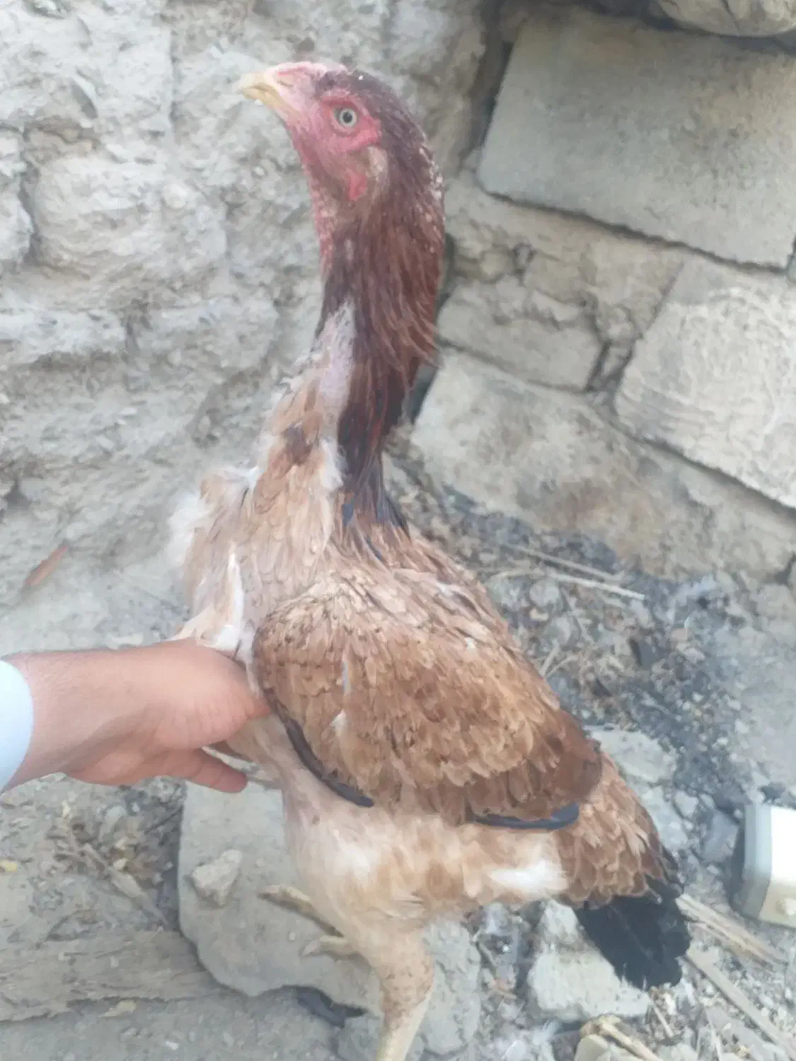 مرغ قیمت با خودتون|حیوانات مزرعه|سراوان, |دیوار