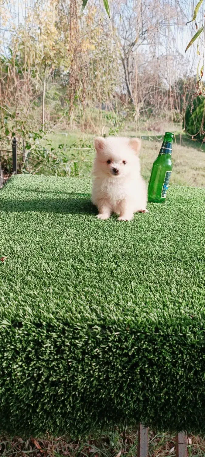 سگ پامر خرسی سایز ریز توله سفید (پامرانین)|سگ|قائمشهر, |دیوار