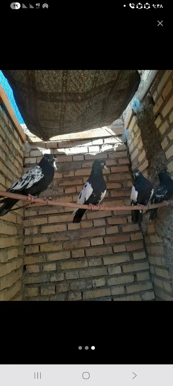 کفتر سینه سیاه  دوتا پدر مادرن دوتا جوجه|پرنده|کرخه, |دیوار