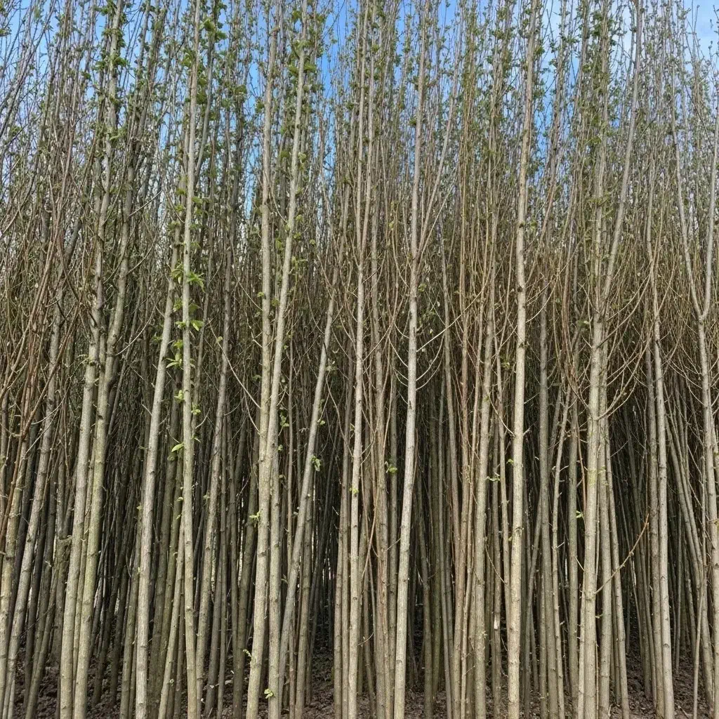 شروعی مطمئن برای کشاورزی سودآور|خدمات باغبانی و درختکاری|هشتگرد, شهرک اداری|دیوار