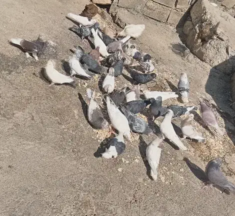 پرنده|پرنده|لوداب, |دیوار