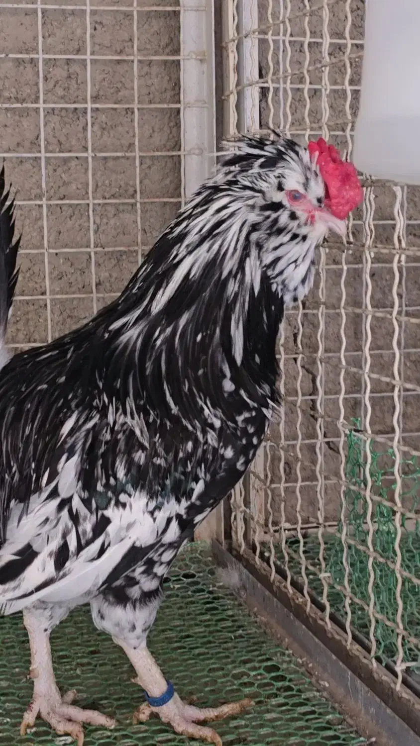 خروس گلین چهل تاج مشکی خال سوزنی|حیوانات مزرعه|تهران, پاسداران|دیوار