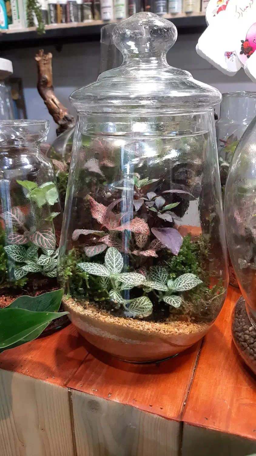 انواع تراریوم/شیشه ای/گل آپارتمانی/تراریوم شیشه ای|گل و گیاه طبیعی|فردیس, فردیس|دیوار