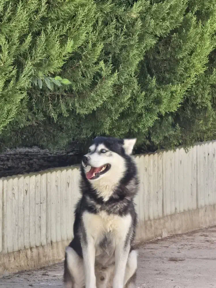 سگ هاسکی|سگ|مرودشت, رودبال|دیوار