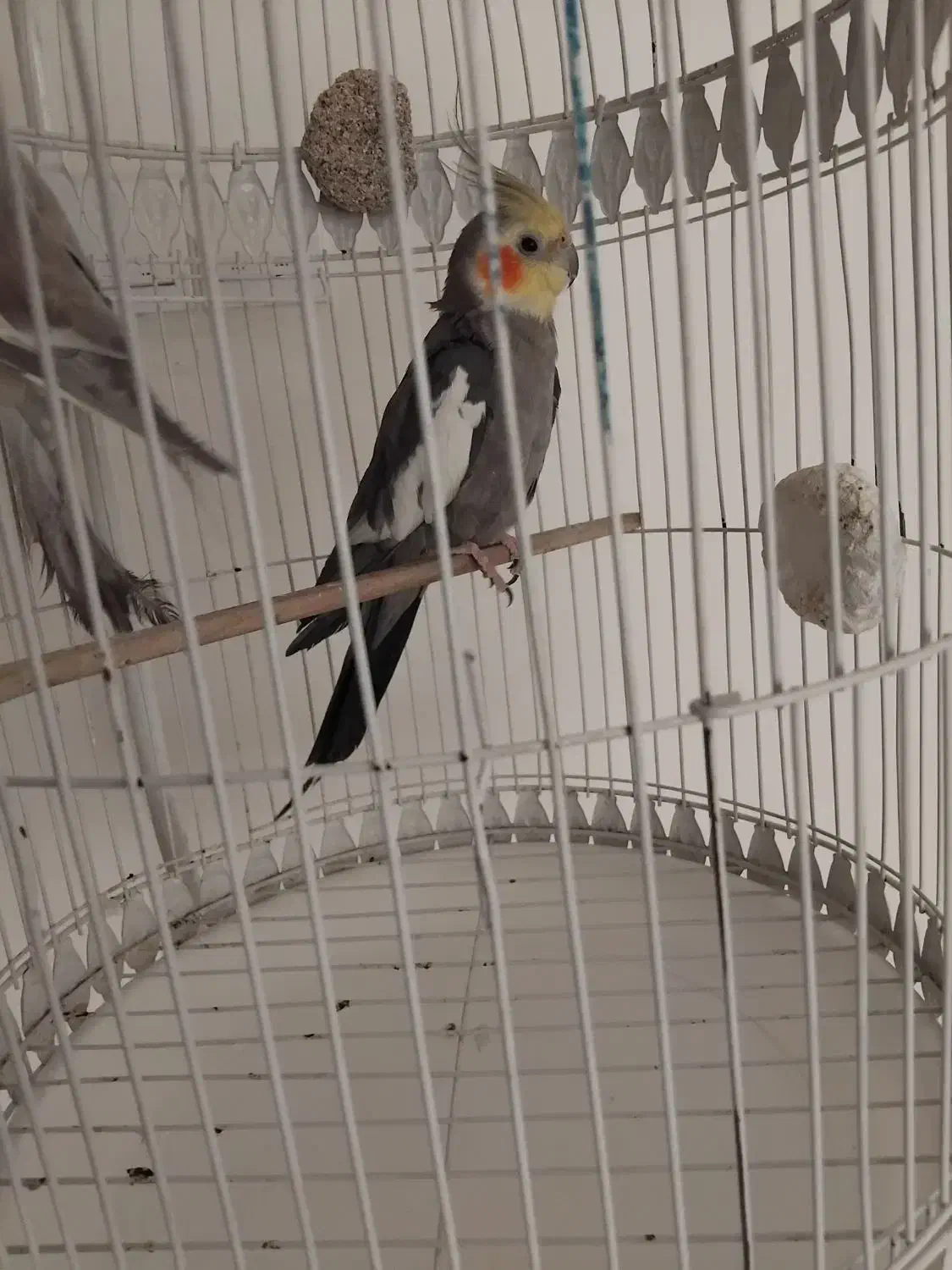 عروسی هلندی نر و ماده بهمراه 3 تا جوجه|پرنده|مشهد, کارمندان دوم|دیوار