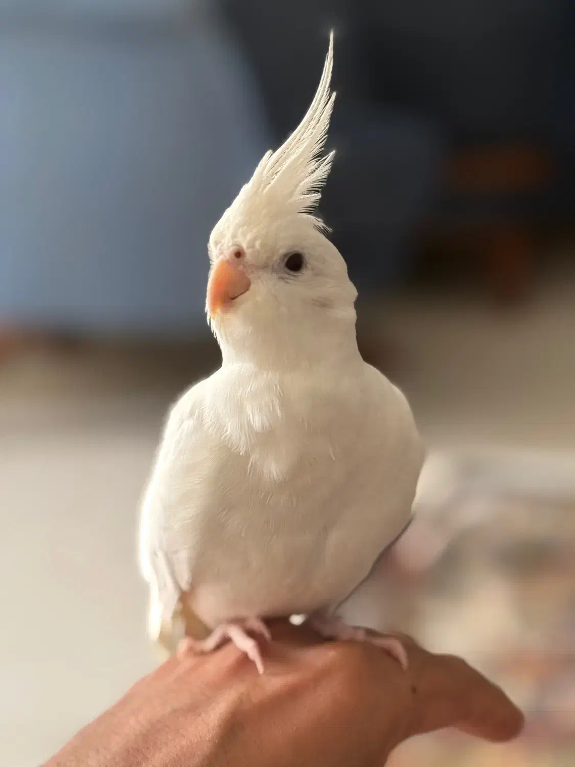 عروس هلندی جفت مولد سالم|پرنده|فردیس, شهرک ارم|دیوار