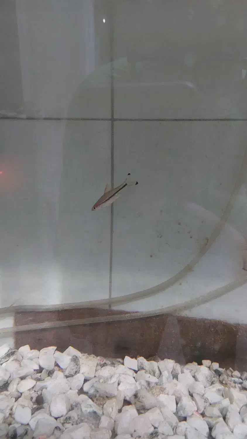 دیسکس|ماهی|قم, زنبیل آباد|دیوار