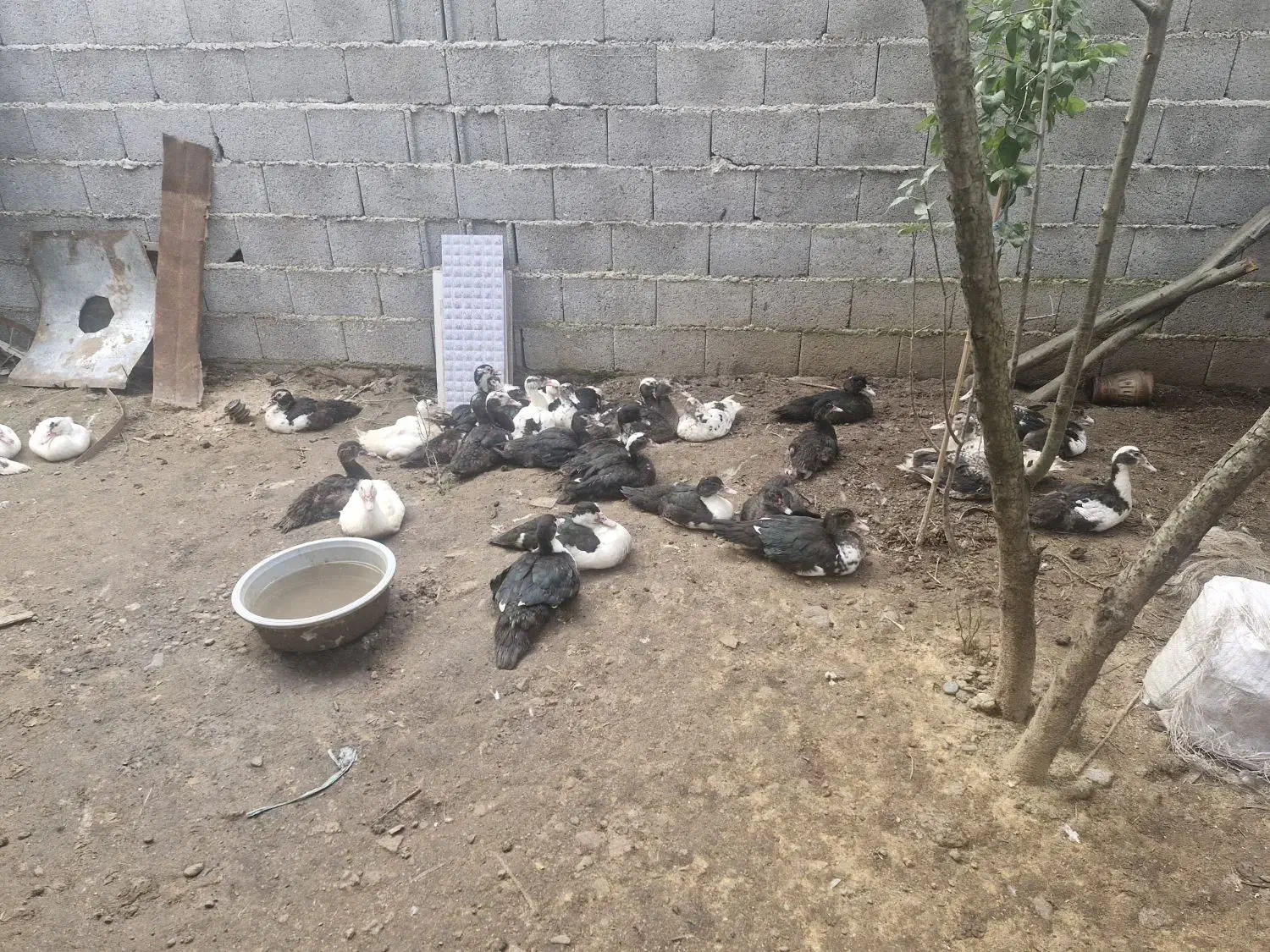 اردک|پرنده|کوچصفهان, |دیوار