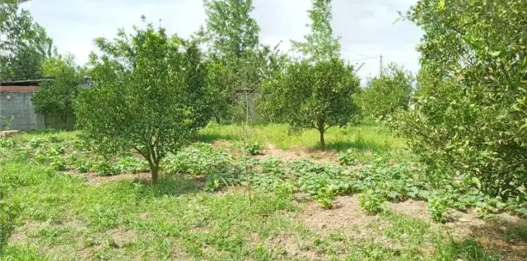 زمین باغی نارنگی تابستانه|فروش زمین و ملک کلنگی|طبقده, |دیوار