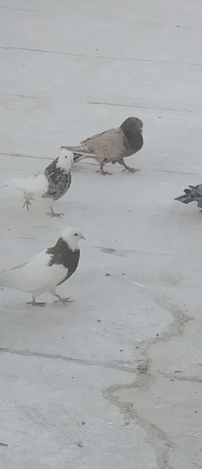 طوقی|پرنده|نطنز, |دیوار