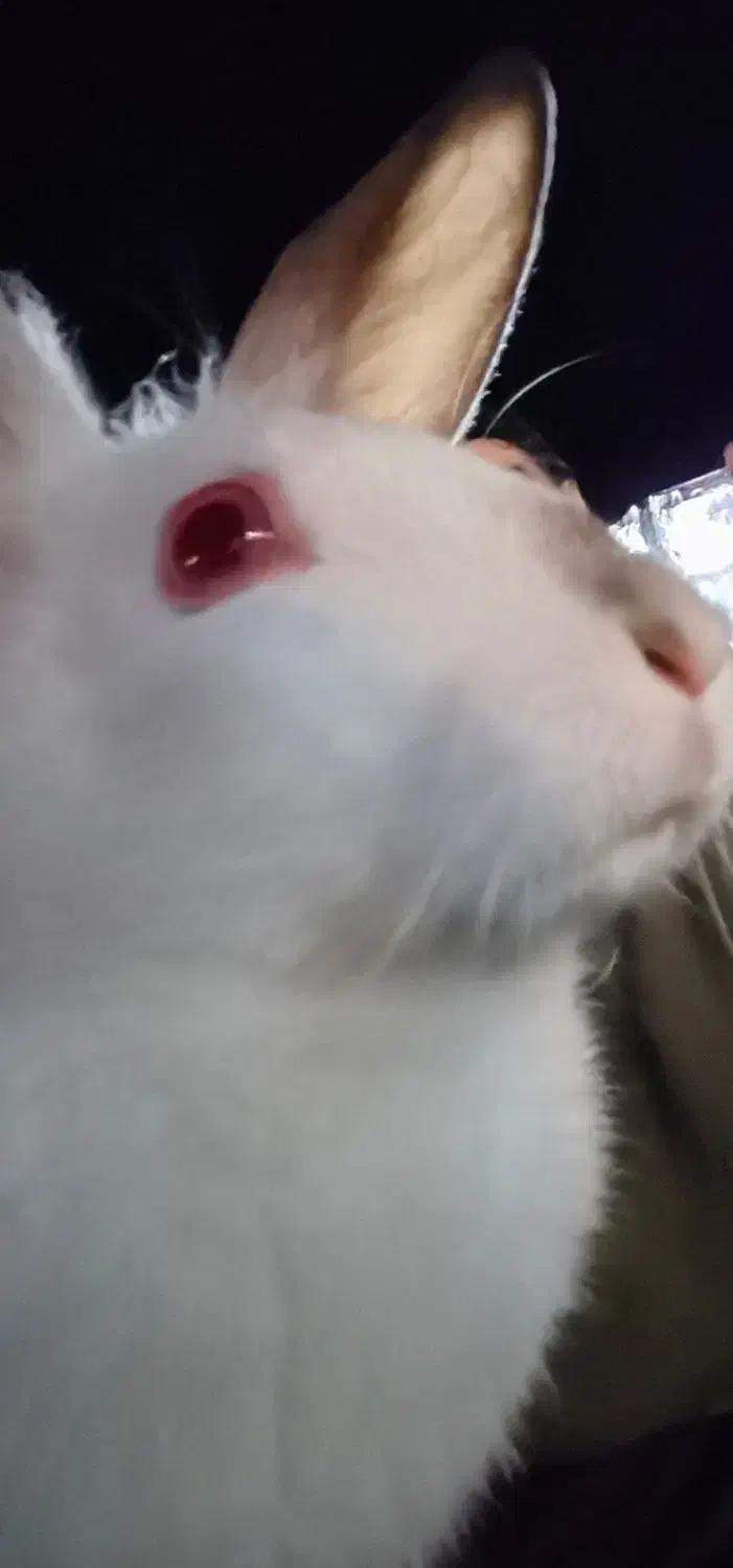 واگذاری خرگوش|موش و خرگوش|پردیس, فاز ۸|دیوار