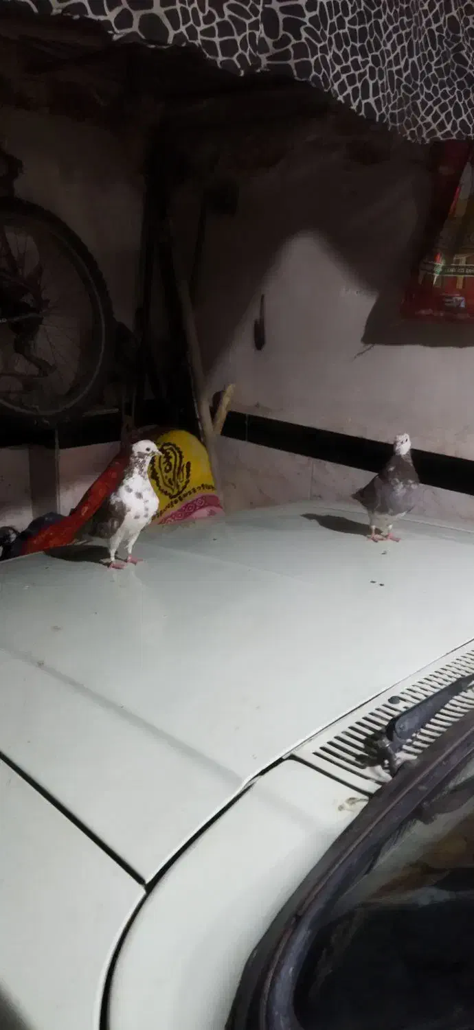 دوتاکبوتر نر کاکلی|پرنده|بوکان, |دیوار