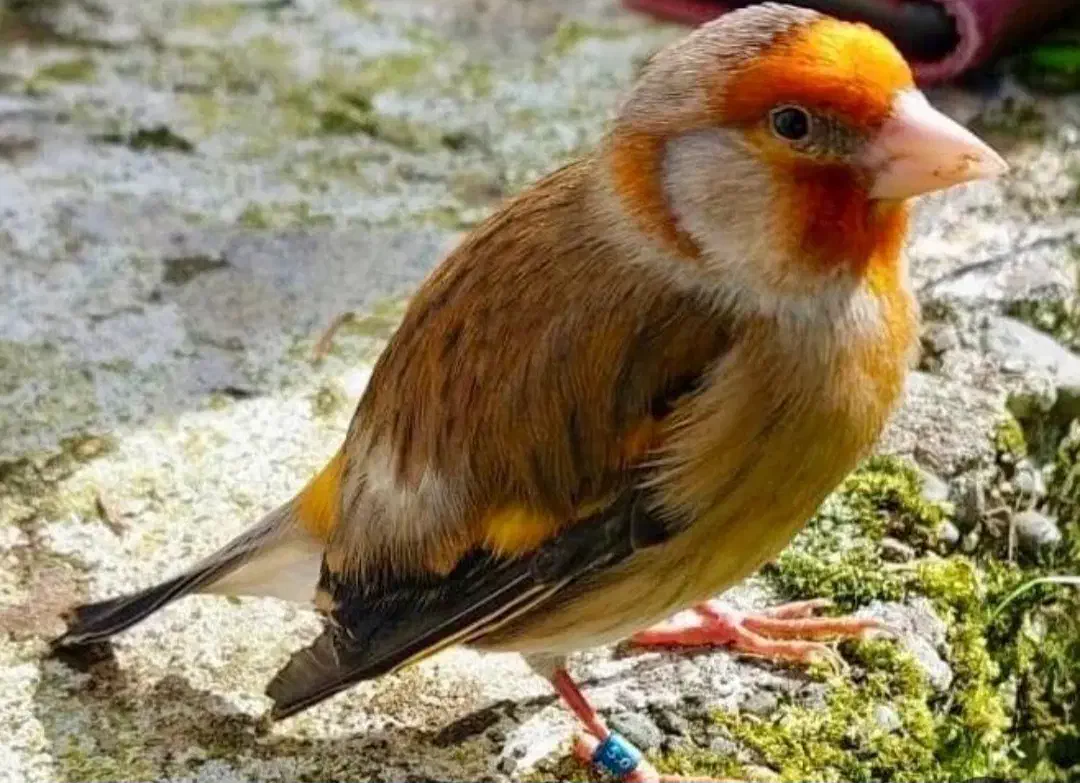 سهره قناری|پرنده|خمینی‌شهر, |دیوار