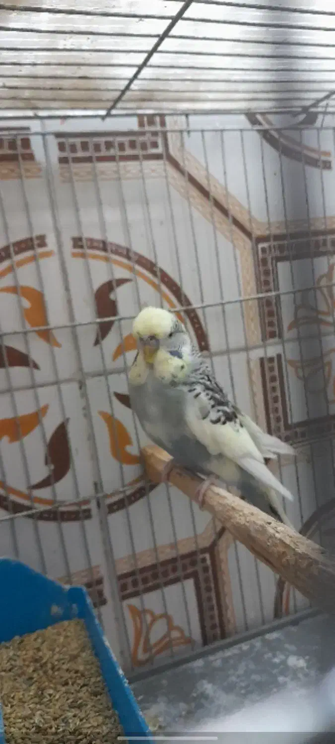 مرغ عشق انگلیسی نر|پرنده|کرج, ساسانی (قلمستان)|دیوار