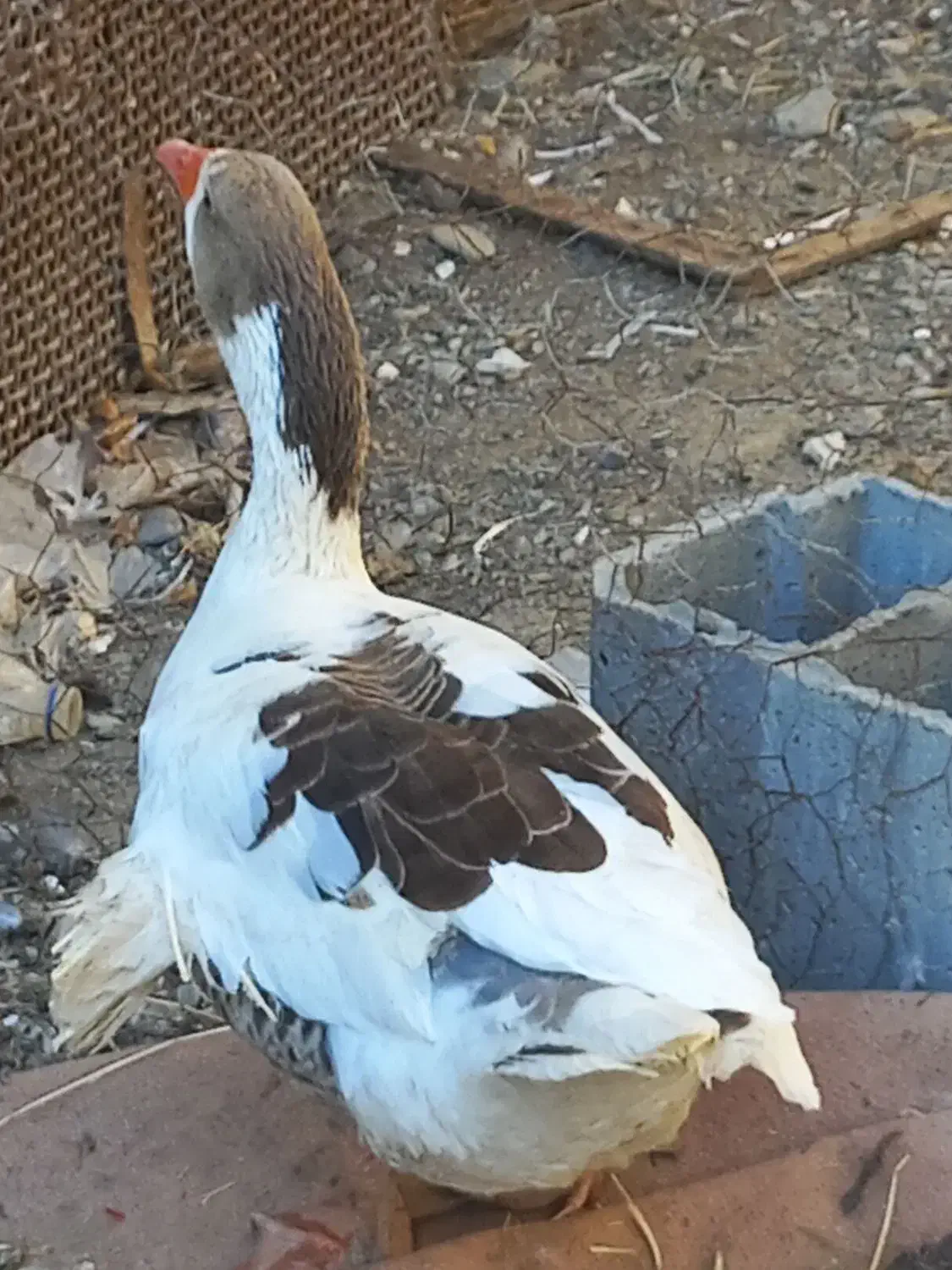 غاز( رودان|حیوانات مزرعه|رودان, |دیوار