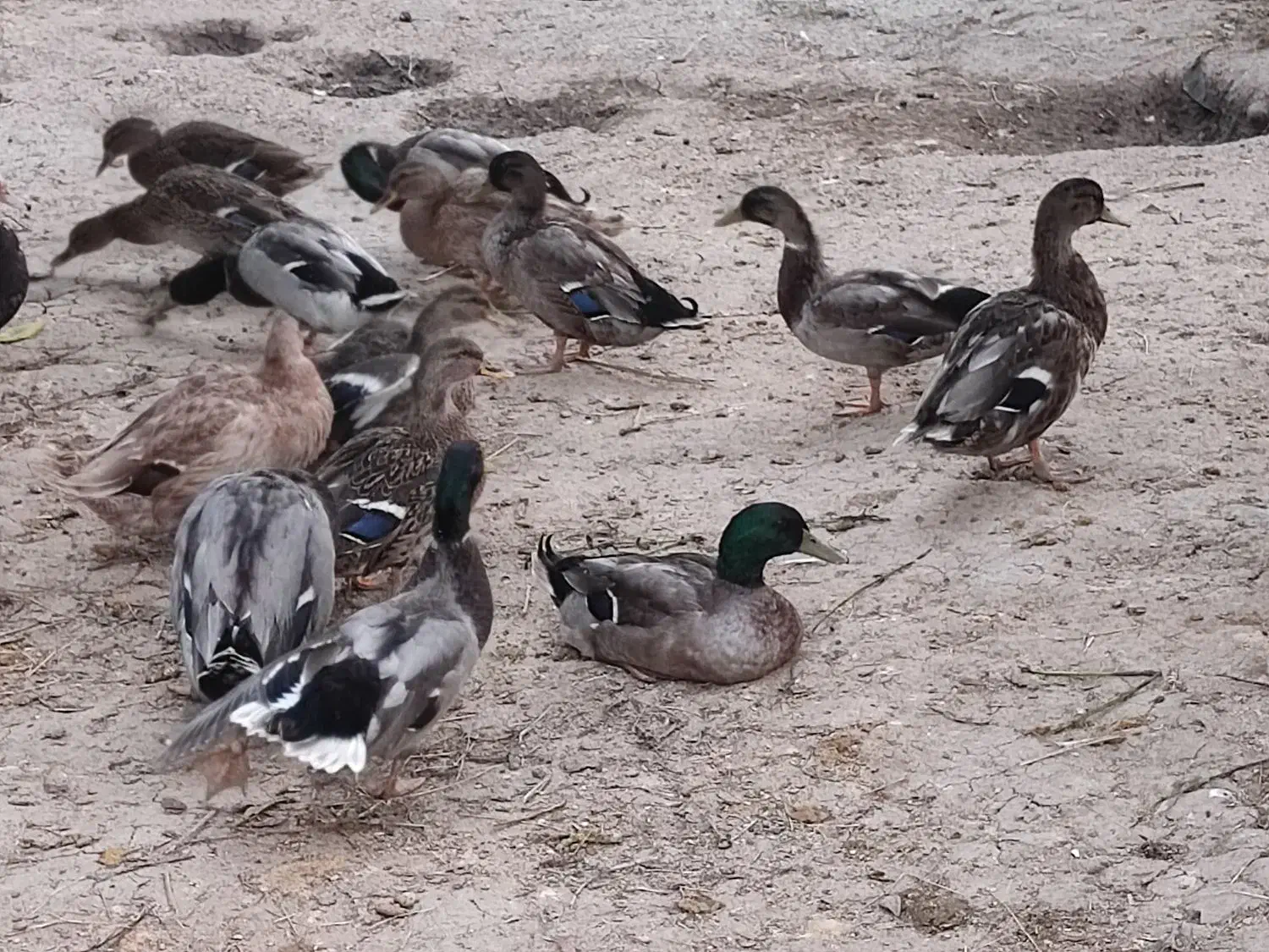 تخم اردک رشتی پروازی|حیوانات مزرعه|مرزیکلا, |دیوار