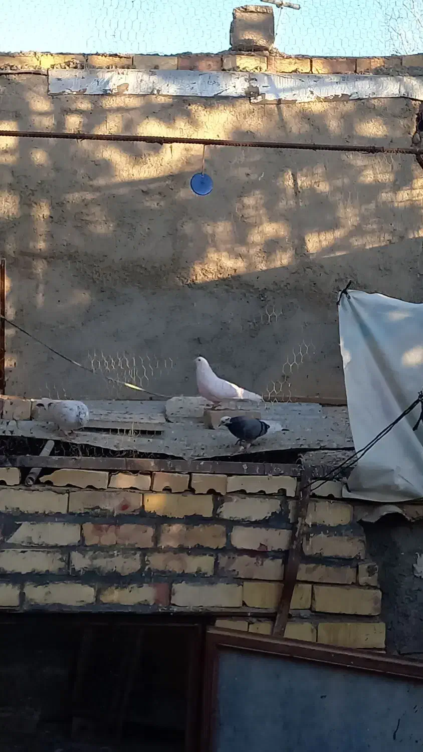 کبوترفروشی|پرنده|بسطام, |دیوار