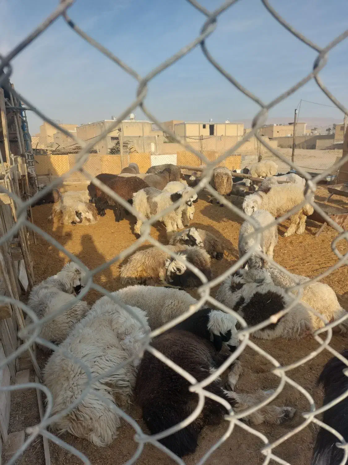 ۵۰ راس بره نر جنس دار خوب جفتی ۱۰۰کیلو|حیوانات مزرعه|مرودشت, پشت سایپا‎|دیوار