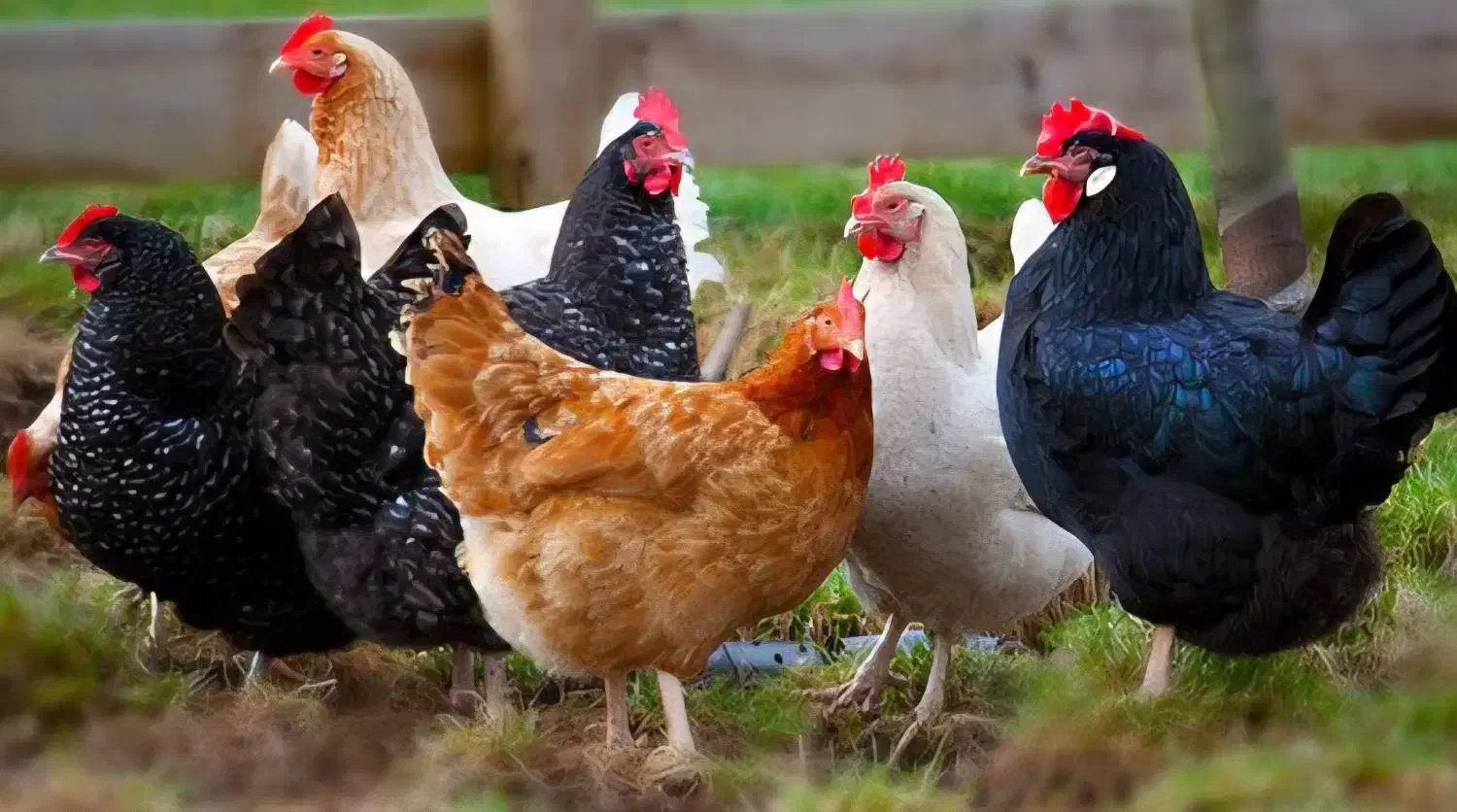 تخم مرغ محلی|خوردنی و آشامیدنی|ورامین, ورامین|دیوار