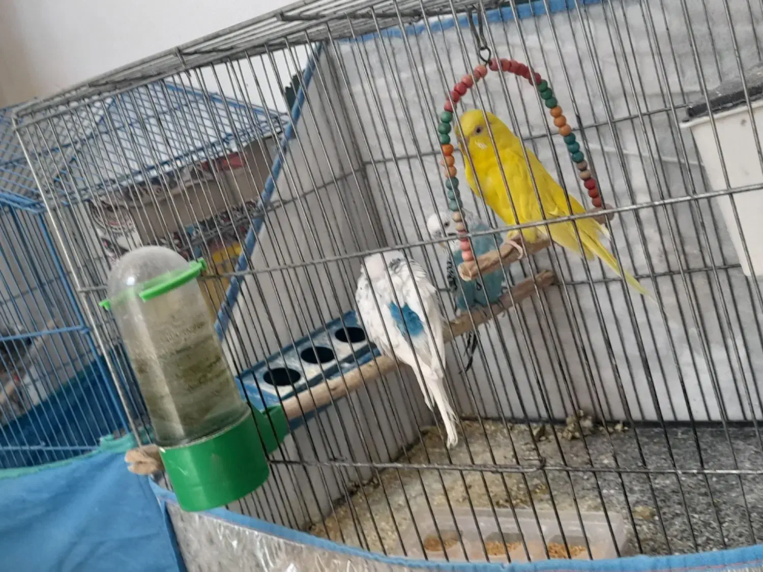 مرغ عشق مولد|پرنده|تفت, |دیوار