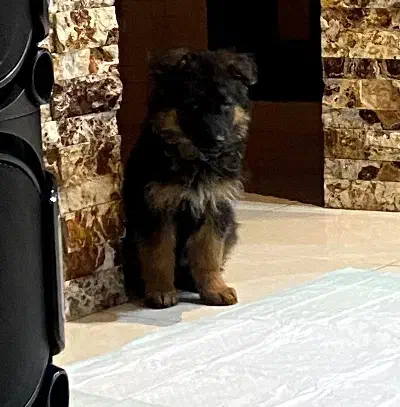 ژرمن شپرد شولاین اصل|سگ|اردبیل, |دیوار