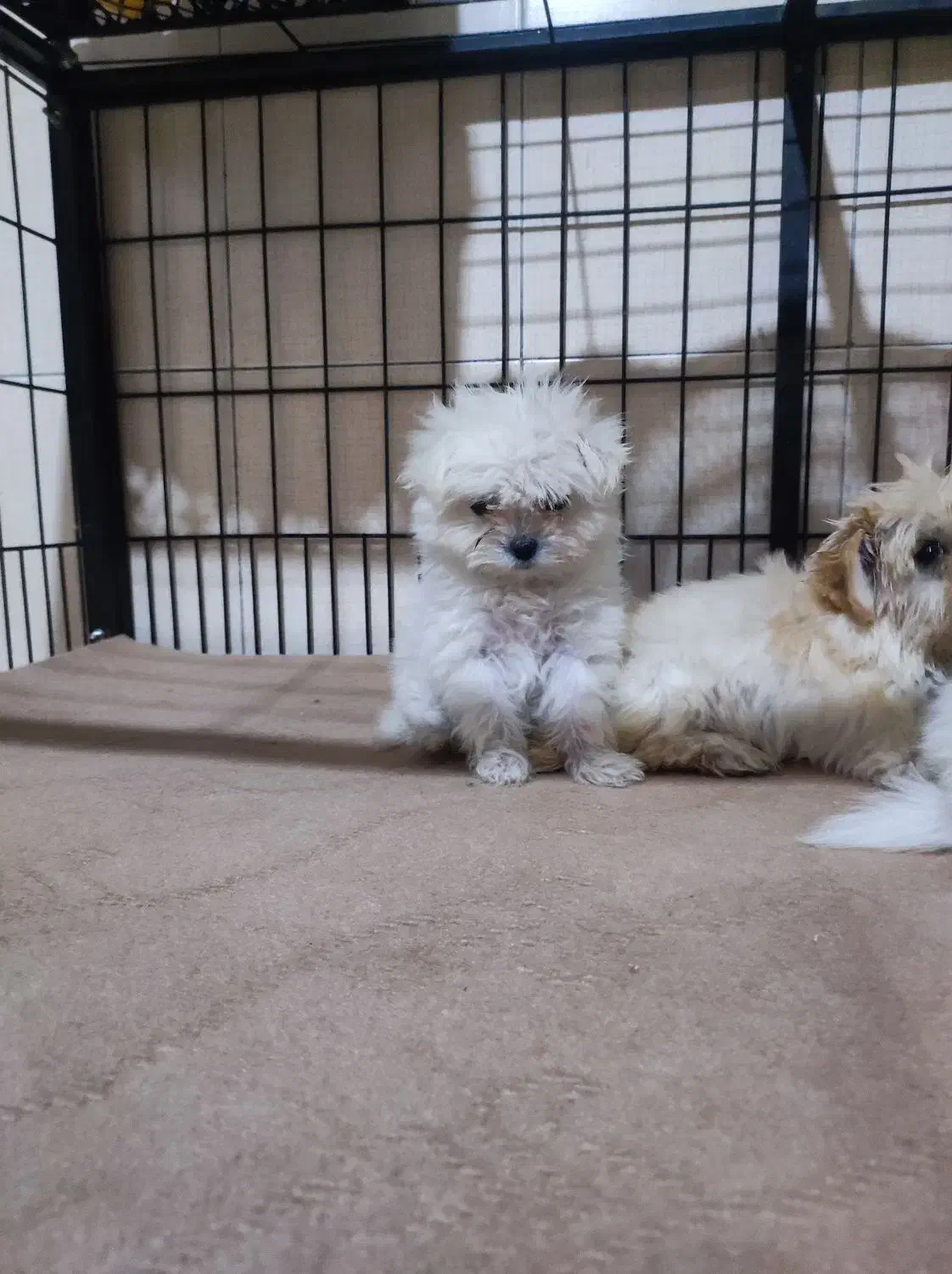 پودل عروسکی|سگ|اصفهان, بهارستان (مخابرات)|دیوار