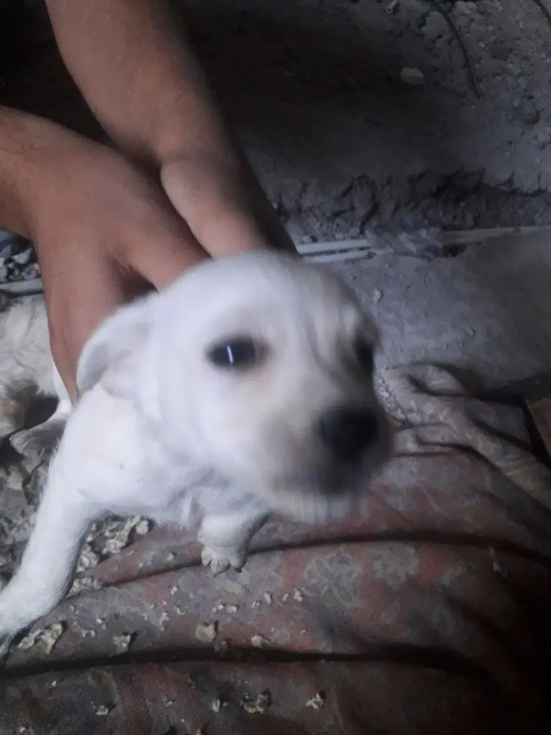 سگ پشمالو|سگ|آستانه اشرفیه, |دیوار