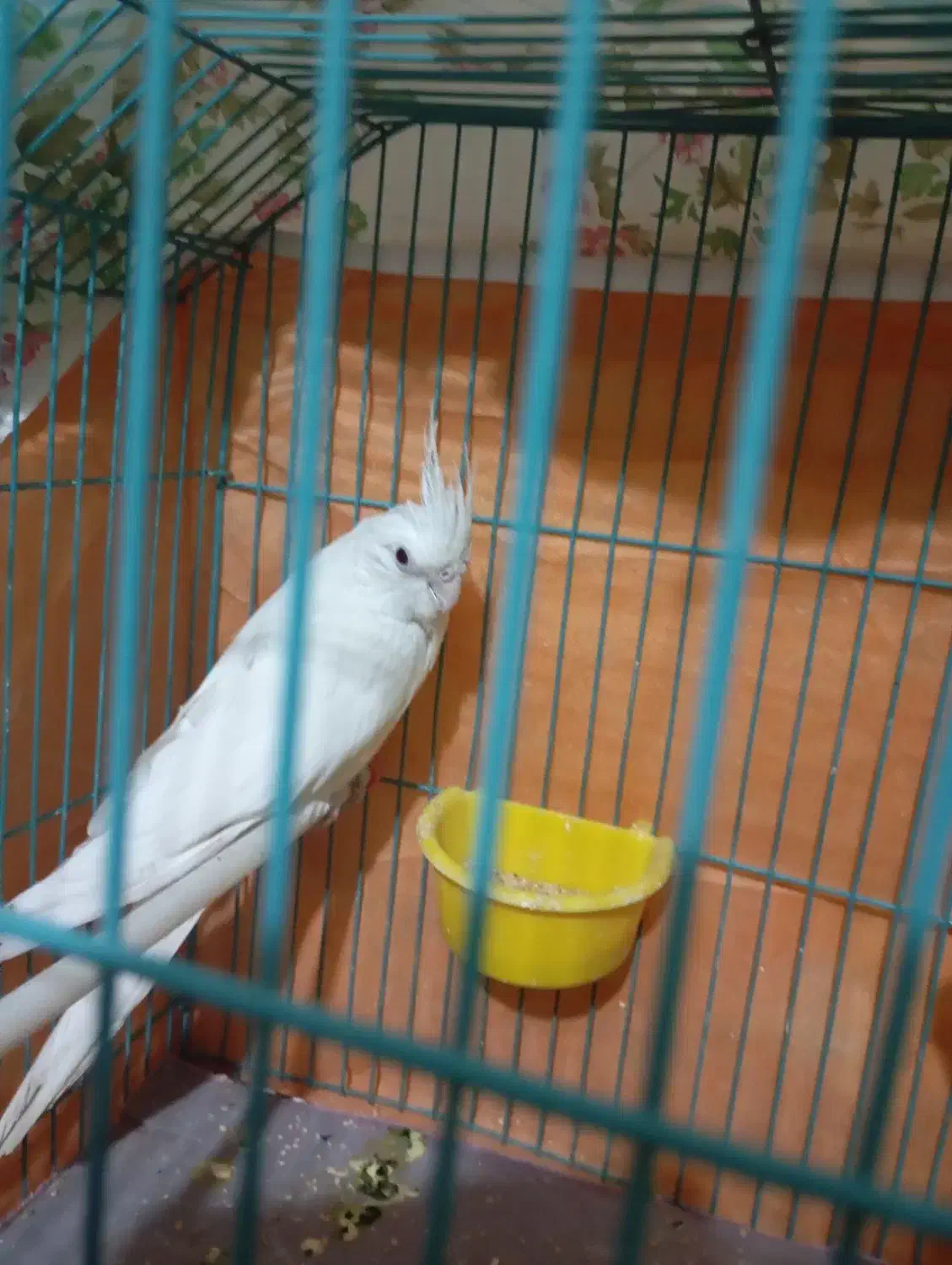 عروس هلندی|پرنده|شهرضا, |دیوار